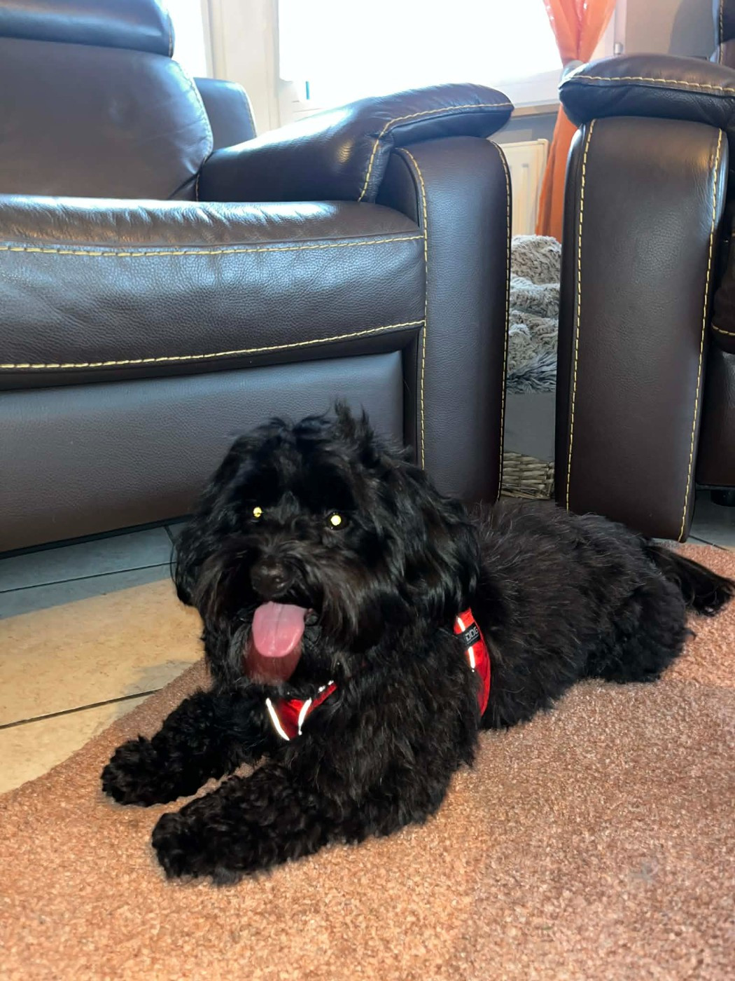 waloo des Bosquets Gaumais